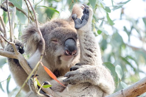Great Ocean Road Reverse Itinerary With 12 Apostles From Melbourne - Accommodation Fremantle 1