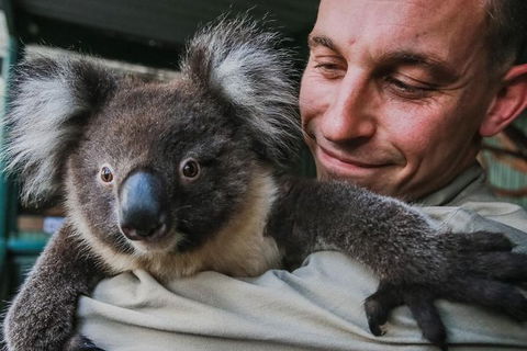 Kangaroos & Koala Encounter Experience (Half Day Private Tour) - Accommodation Fremantle 0