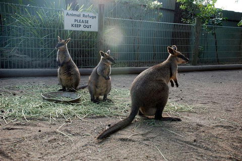 Kangaroos & Koala Encounter Experience (Half Day Private Tour) - Accommodation Fremantle 2