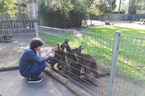 Kangaroos & Koala Encounter Experience (Half Day Private Tour) - Accommodation Fremantle 4