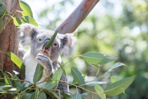 Kangaroos & Koala Encounter Experience (Half Day Private Tour) - Accommodation Fremantle 5