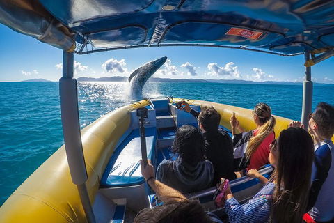 Ocean Rafting Tour To Whitehaven Beach, Hill Inlet Lookout & Top Snorkel Spots - Accommodation Fremantle 4