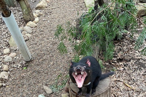 Featherdale Wildlife Park General Admission - Accommodation Fremantle 1