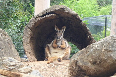 Featherdale Wildlife Park General Admission - Accommodation Fremantle 2