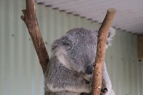 Featherdale Wildlife Park General Admission - Accommodation Fremantle 3