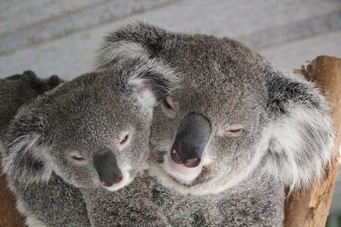 Featherdale Wildlife Park General Admission - Accommodation Fremantle 4