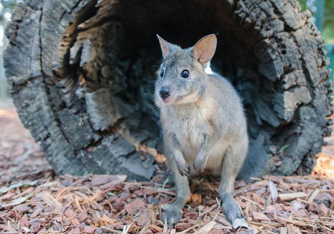Featherdale Wildlife Park General Admission - Accommodation Fremantle 5