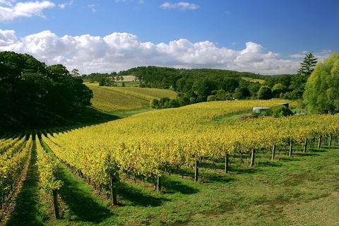 McLaren Vale And Glenelg Wine Tasting And Sightseeing (Half-day Afternoon) - Accommodation Fremantle 4