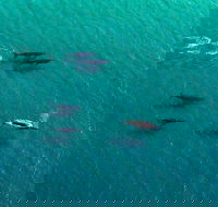 40-45 Minute Port Stephens and Stockton Beach Helicopter Flight - For 2 - Accommodation Fremantle