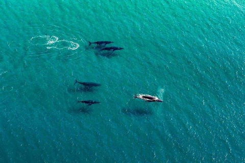 40-45 Minute Port Stephens And Stockton Beach Helicopter Flight - For 2 - Accommodation Fremantle 0