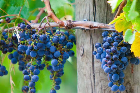 Yarra Valley, Dandenong Ranges Inc. Lunch With Wine,plus Morning Tea,chocolate - Accommodation Fremantle 0