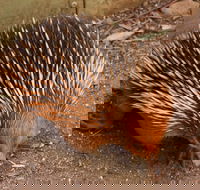 Puffing Billy And Healesville Sanctuary Scenic Tour - Accommodation Fremantle