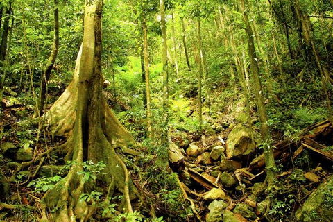 Barron Gorge And Kuranda National Park Half Day Rainforest And Waterfall 4WD Tour From Cairns - Accommodation Fremantle 4