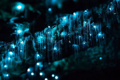 Hinterland Magic & Glow-worm Experience - Accommodation Fremantle 1
