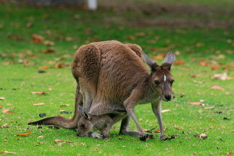 Australian Animals, Seascape And Sunset Photography Tour - Accommodation Fremantle 2