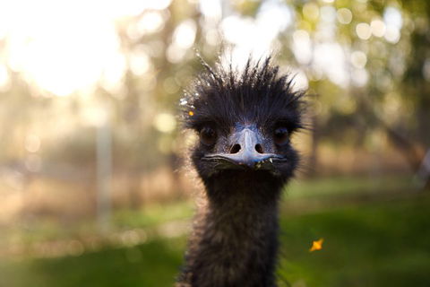 Victor Harbor And McLaren Vale Wine Region Day Tour - Accommodation Fremantle 2