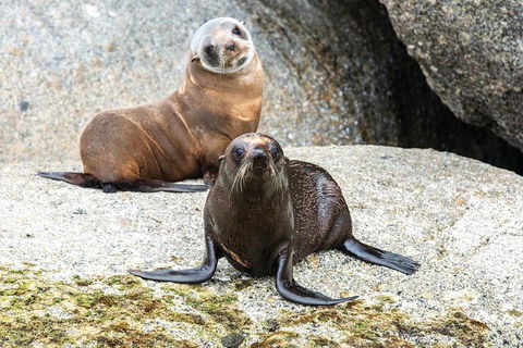 Victor Harbor And McLaren Vale Wine Region Day Tour - Accommodation Fremantle 4