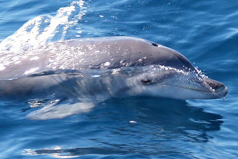 Jervis Bay Dolphin Watch Cruise - Accommodation Fremantle 0