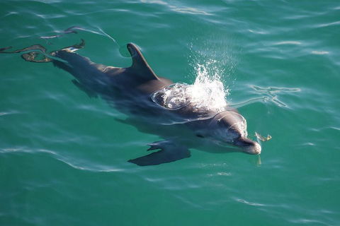 Jervis Bay Dolphin Watch Cruise - Accommodation Fremantle 1