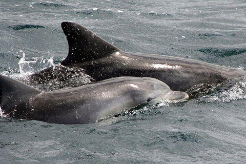 Jervis Bay Dolphin Watch Cruise - Accommodation Fremantle 2