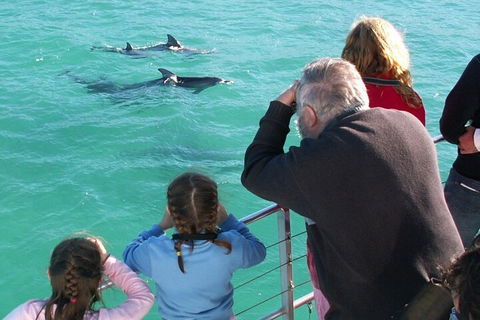 Jervis Bay Dolphin Watch Cruise - Accommodation Fremantle 4