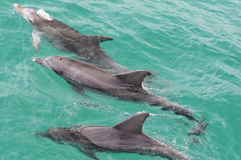 Jervis Bay Dolphin Watch Cruise - Accommodation Fremantle 5