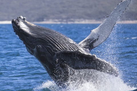 Whale Watching Jervis Bay - Accommodation Fremantle 2