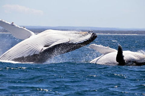 Whale Watching Jervis Bay - Accommodation Fremantle 5