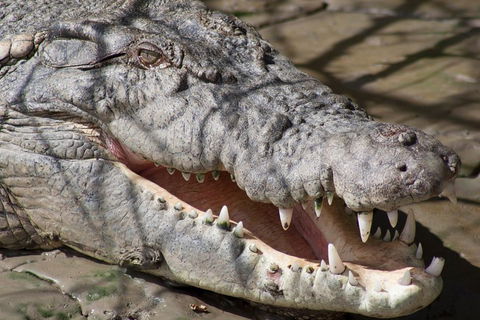 Whitsunday Crocodile Safari Including Lunch - Accommodation Fremantle 1