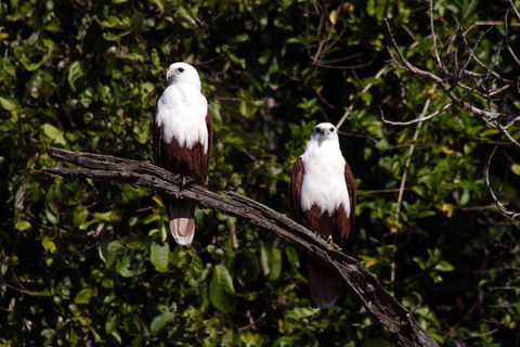 Whitsunday Crocodile Safari Including Lunch - Accommodation Fremantle 2