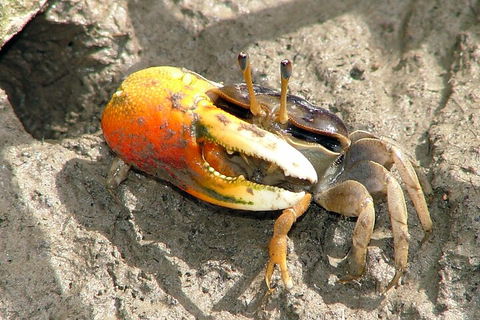 Whitsunday Crocodile Safari Including Lunch - Accommodation Fremantle 3