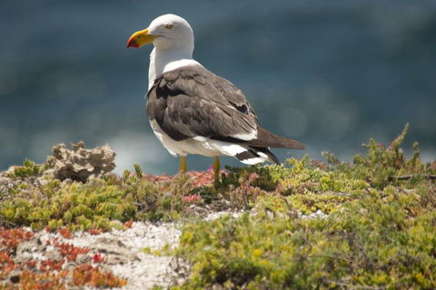From The Mountains To The Bay - 4 Day Rediscovery Small Group Tour - Accommodation Fremantle 1