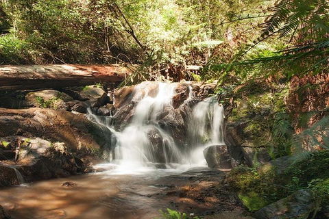 Discover Tour: Dandenong Ranges & William Ricketts Sanctuary - Accommodation Fremantle 1