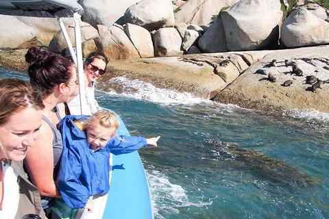 Seal Island Boat Tour From Victor Harbor - Accommodation Fremantle 4
