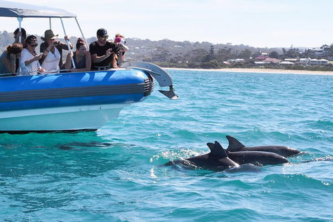 Seal Island Boat Tour From Victor Harbor - Accommodation Fremantle 5