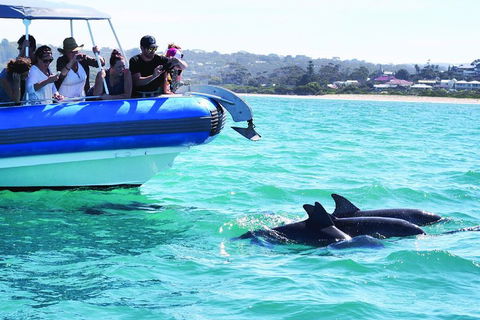 Southern Ocean Adventure From Victor Harbor - Accommodation Fremantle 2