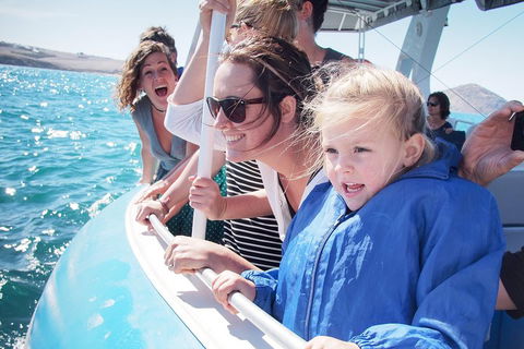 Southern Ocean Adventure From Victor Harbor - Accommodation Fremantle 4