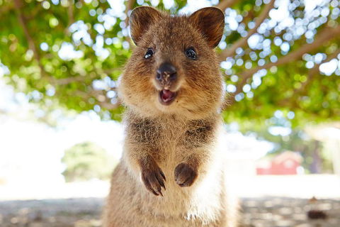 Discover Rottnest With Ferry & Bus Tour From Perth Or Fremantle - Accommodation Fremantle 0