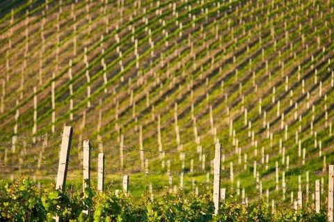 Melbourne Super Saver: Great Ocean Road + Mornington Peninsula + Attraction Pass - Accommodation Fremantle 1