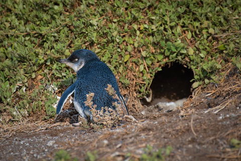 Small-Group Phillip Island Penguin Parade Day Tour From Melbourne - Accommodation Fremantle 1
