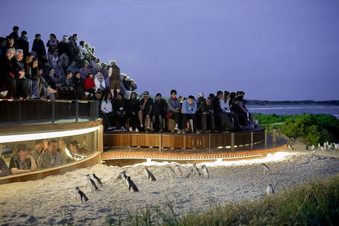 Small-Group Phillip Island Penguin Parade Day Tour From Melbourne - Accommodation Fremantle 3