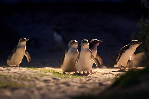 Small-Group Phillip Island Penguin Parade Day Tour From Melbourne - Accommodation Fremantle 5