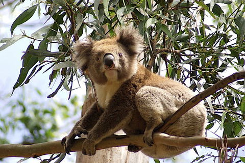 Melbourne Combo: Great Ocean Road, Puffing Billy, Moonlit Sanctuary & Penguins - Accommodation Fremantle 3