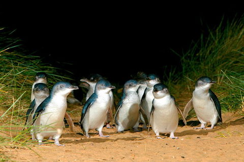 Melbourne Combo: Great Ocean Road, Puffing Billy, Moonlit Sanctuary & Penguins - Accommodation Fremantle 4