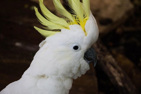 Cairns ZOOM And Wildlife Dome - Accommodation Fremantle 2