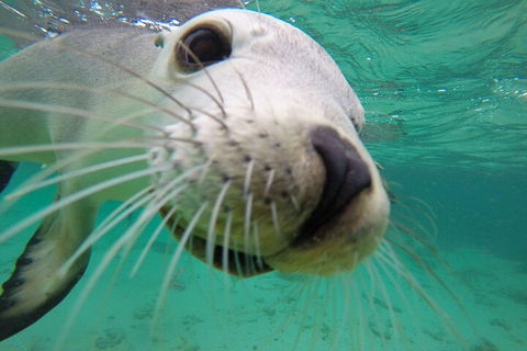 6-Day Eyre Peninsula & Flinders Ranges Adventure Tour - Accommodation Fremantle 2