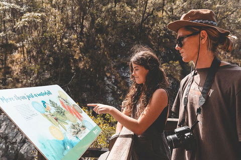 Springbrook AndTamborine Rainforest Tour Incl Natural Bridge And Glow Worm Cave - Accommodation Fremantle 0