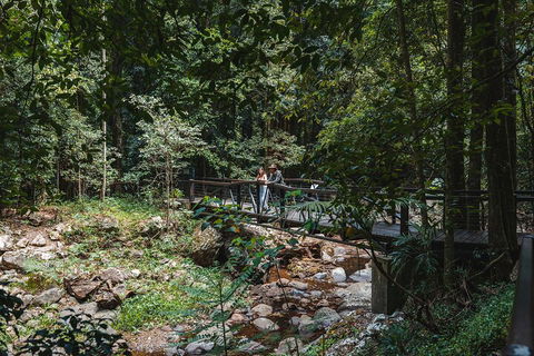 Springbrook AndTamborine Rainforest Tour Incl Natural Bridge And Glow Worm Cave - Accommodation Fremantle 3