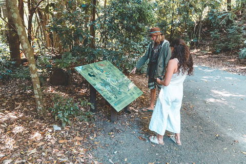 Springbrook AndTamborine Rainforest Tour Incl Natural Bridge And Glow Worm Cave - Accommodation Fremantle 5