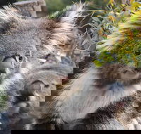 Kuranda Koala Gardens and Birdworld Admission Tickets - Accommodation Fremantle